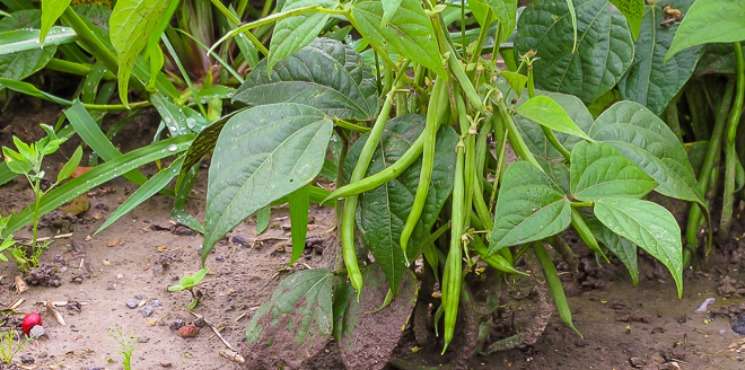Haricot vert Haricot vert
